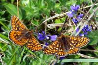 Sympetrum sanguineum