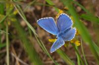 Ptinomorphus imperialis