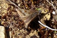 Erynnis tages
