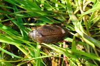 Dytiscus marginalis