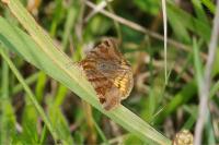 Euclidia glyphica