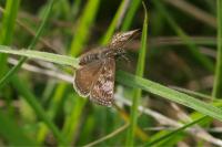 Erynnis tages