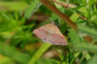 Phytometra viridaria