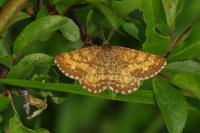 Ematurga atomaria