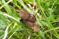 Erebia medusa