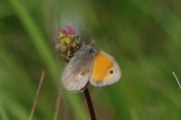 Coenonympha pamphilus