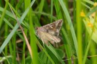 Autographa gamma
