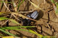 Iberodorcadion fuliginator