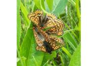 Pyrgus malvae