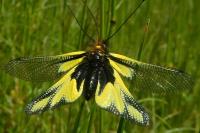 Libelloides coccajus