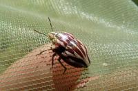 Amaurobius fenestralis