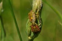Carpocoris purpureipennis