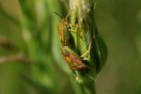 Carpocoris purpureipennis
