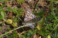 Euclidia mi