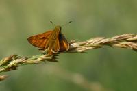 Ochlodes sylvanus