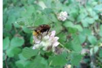 Volucella inanis
