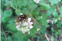 Volucella inanis