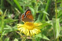 Lycaena phlaeas
