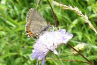 Satyrium pruni