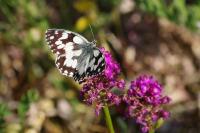 Melanargia galathea
