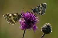 Melanargia galathea