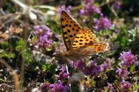 Issoria lathonia