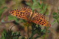 Boloria dia