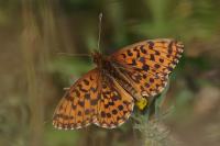 Boloria dia