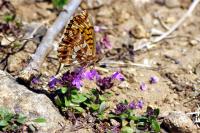 Boloria dia