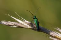 Oedemera nobilis