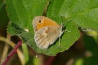 Coenonympha pamphilus