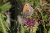 Coenonympha pamphilus