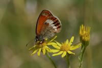 Coenonympha arcania