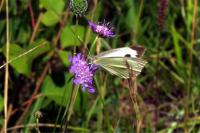 Pieris brassicae
