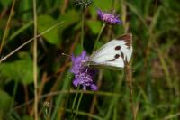 Pieris brassicae