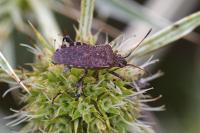 Ceraleptus gracilicornis