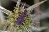 Ceraleptus gracilicornis