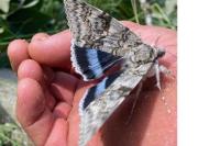 Catocala fraxini