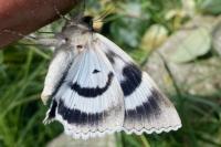 Catocala fraxini