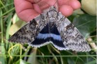 Catocala fraxini