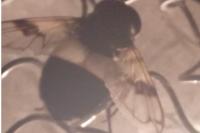 Volucella pellucens