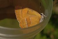 Thecla betulae