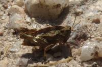 Tetrix undulata
