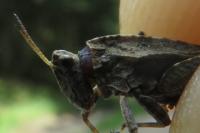 Tetrix undulata
