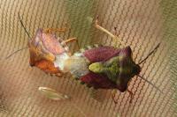 Carpocoris purpureipennis