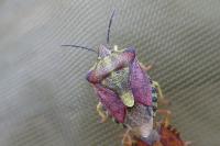 Carpocoris purpureipennis