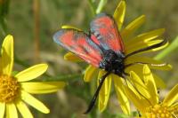 Zygaena loti