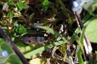 Graptopeltus lynceus