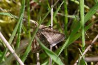 Pyrausta despicata despicata