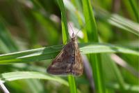 Pyrausta despicata despicata